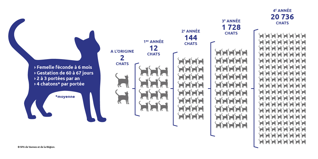 Schéma reproduction chat